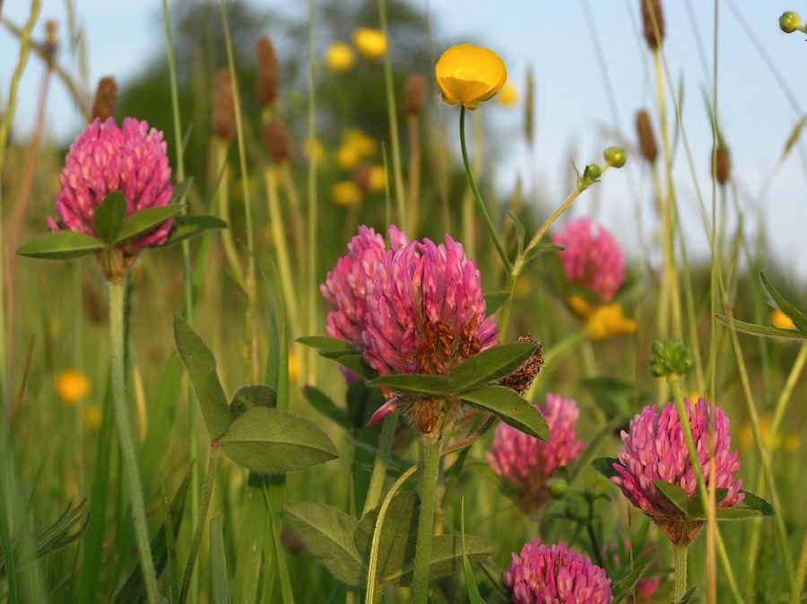 Red clover
